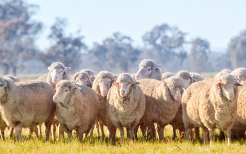 薅资本主义羊毛