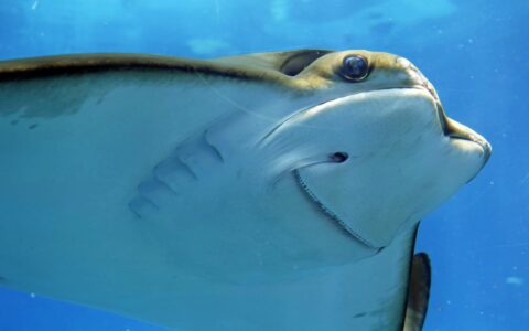 SeaQuest 水族馆免费 4 张门票【08/31 更新：又有了】